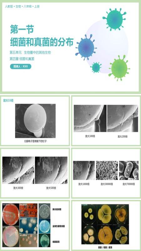 初中八年级生物上册课文内容“细菌和真菌的分布”教学的PPT课件模板